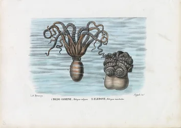 Common Octopus, 1863-79